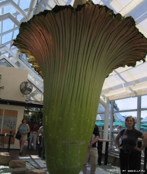 [Rafledelia-World's-Largest-Flower-In-Indonesia (1).jpg]