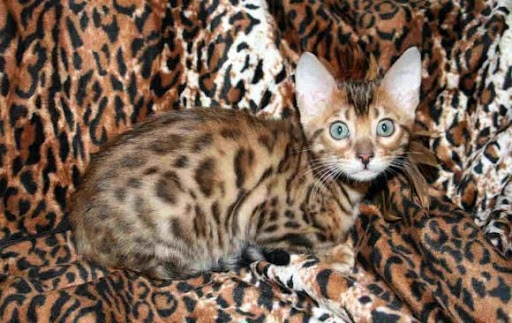 bengal cat - most expensive animals most expensive animals - bengal cat (funniest area)