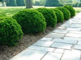 [shrub_boxwood-via-happy-at-home1.jpg]