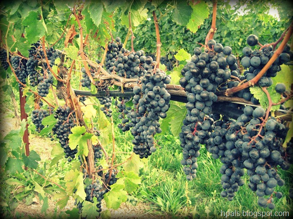 grapes1