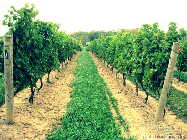 vineyards2