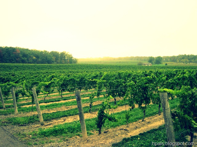[vineyards[2].jpg]