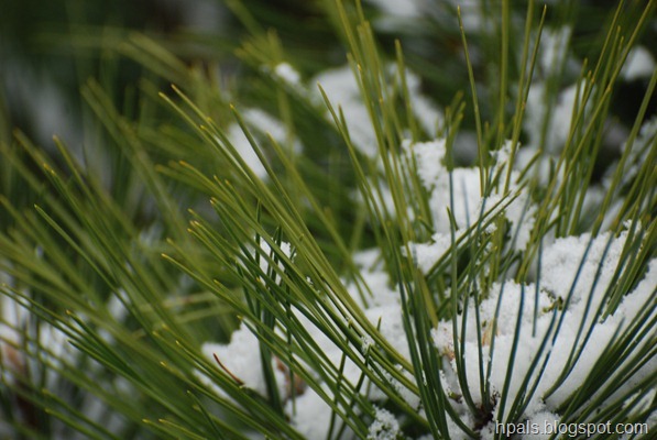 DSC_0618 DSC_0618