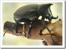 rhinocerosbeetle rhinocerosbeetle