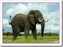Gajah Gajah