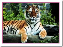 Harimau Harimau