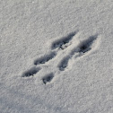 Squirrel Tracks in Snow
