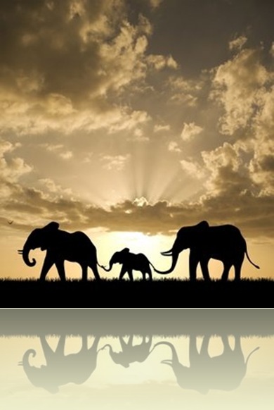 elephants1 elephants1