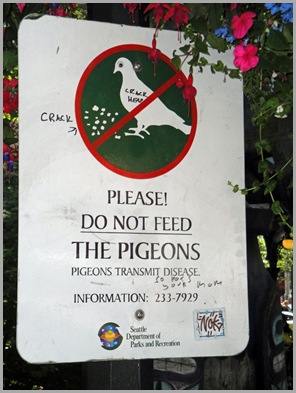 Pigeon-Large