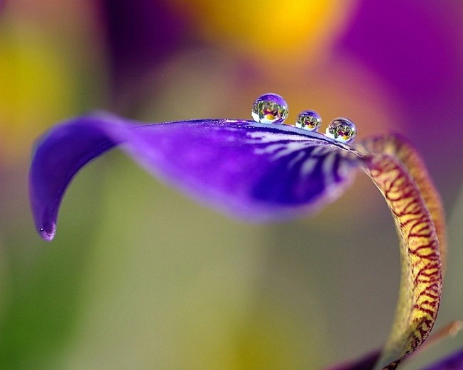 [Amazing_Purple_Flowers_11[4].jpg]