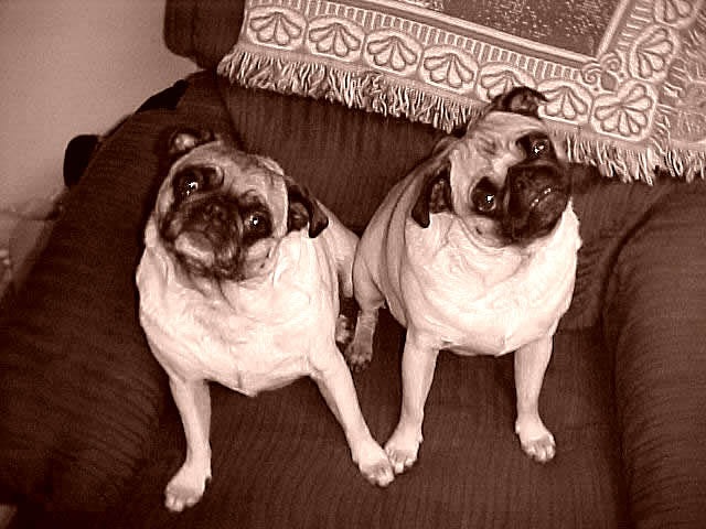 [Jesse & Bean In Chair (3)[3].jpg]