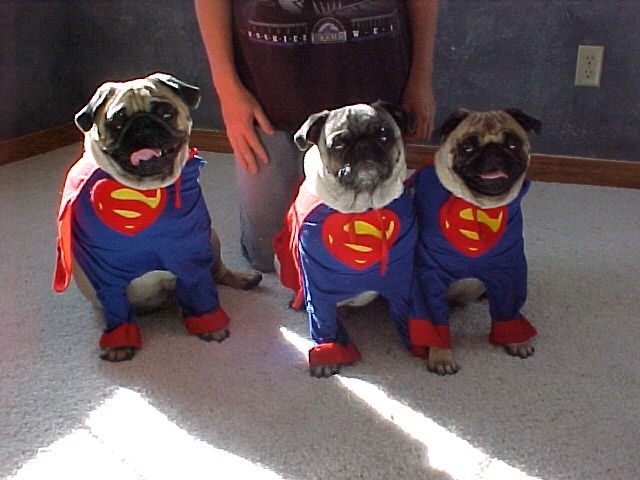 [3pugs10-25-01a[3].jpg]