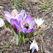 krokus 005.jpg