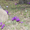 krokus 008.jpg