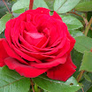 SDC10391.JPG