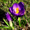 SDC10839.JPG