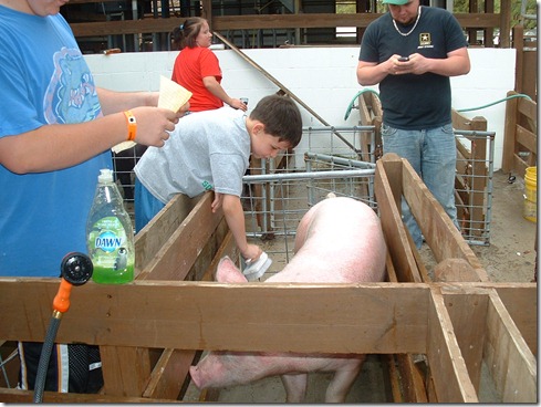 Fair Hog Show 004