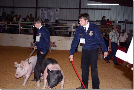 Hog Show 092