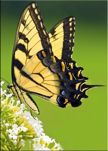 [Tiger-Swallowtail-Butterfly[2].jpg]