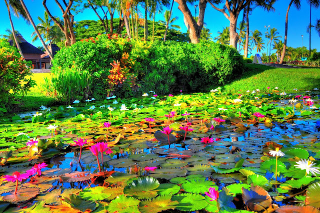 Lotus pond in Denarau Resort