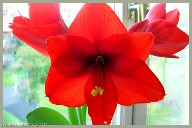 [2010 08 Home, amaryllis 3[11].jpg]