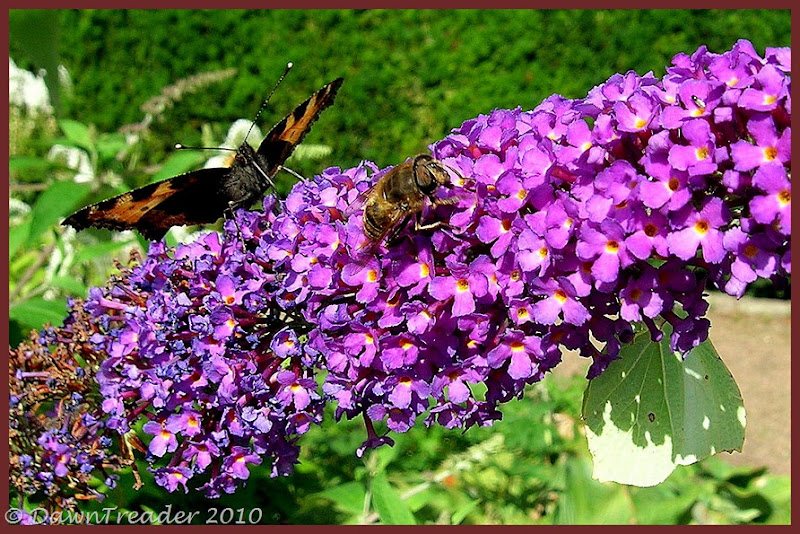 2010-08-20 butterflies bee3