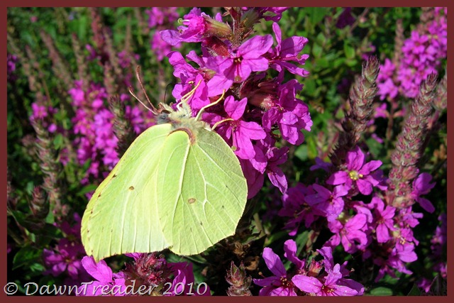 [2010-08-20 butterfly2[10].jpg]