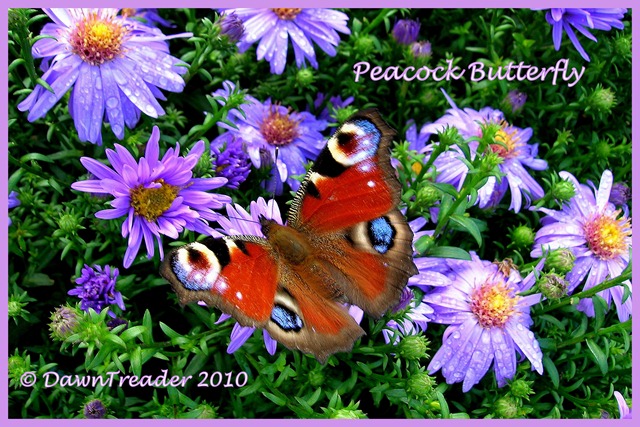 [2010-08-20 butterfly6-dt-text[6].jpg]