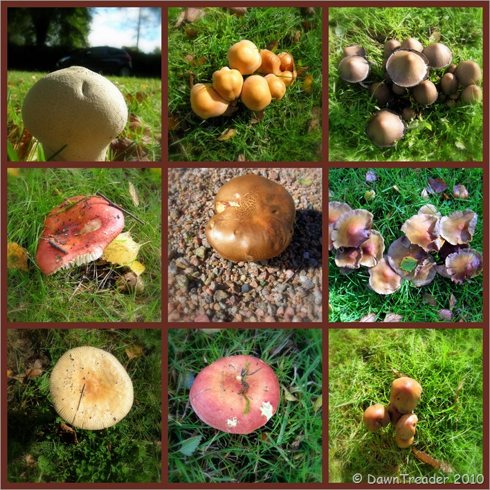 2010-09-19 mushrooms, autumn