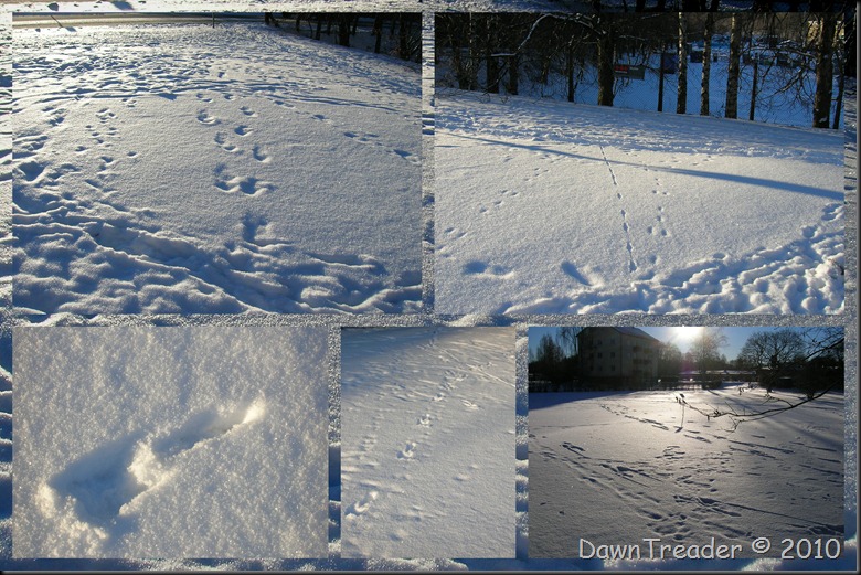 2010-12-01 snow, winter