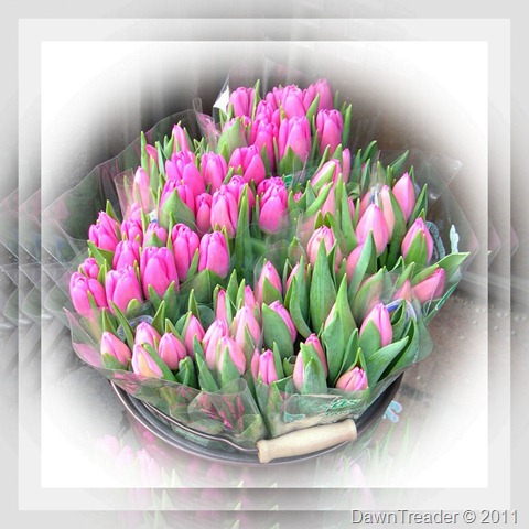2011-01-10 tulips PSP collage 4-copy