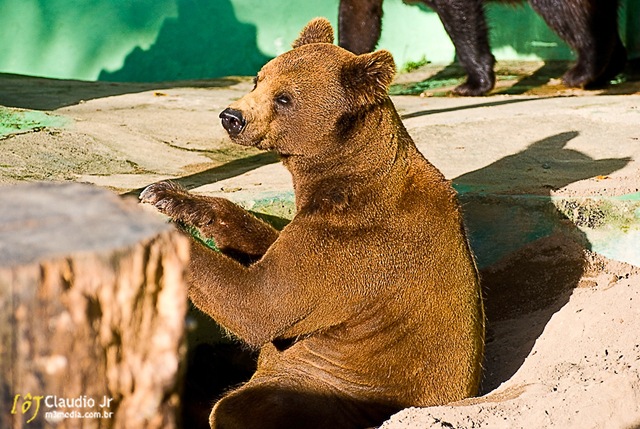 [Zoo (117 of 11)[3].jpg]