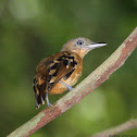 Pearly Antshrike