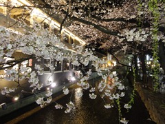DSC02950 DSC02950
