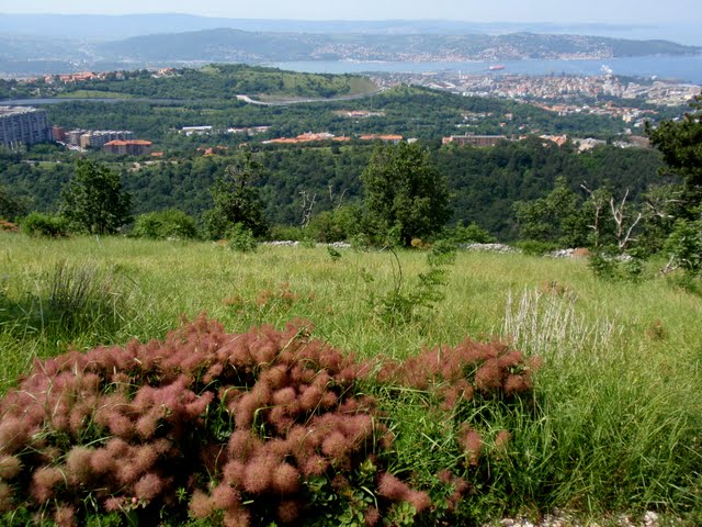 Trieste
