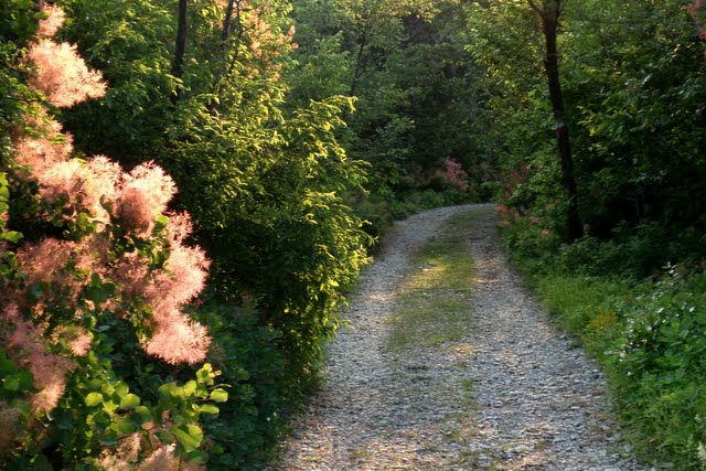 Corsa nel Carso