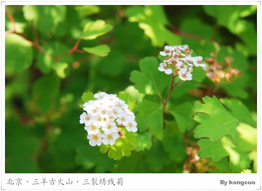北京平谷-三羊古火山-植物-三裂绣线菊