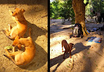 Slide43.JPG - FILHOTES DO SEU MANECO E \"NOSSA\" CADELA, JÁ PREPARADA PARA PARTIR