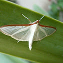 Four-spotted Palpita