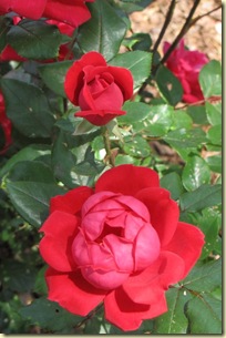Flowers-5