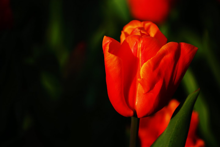 Orange and Shiny