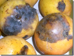 stem_end_rot__mango_1