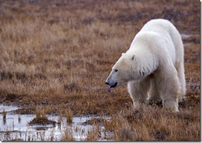 drinking-polar-bear