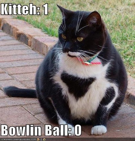 [funny-pictures-bowling-ball-cat[2].jpg]