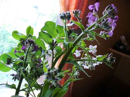 [PP Bouquet[3].jpg]