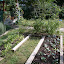 smallredhouse's front yard garden