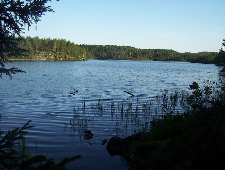 der see forelle fliege