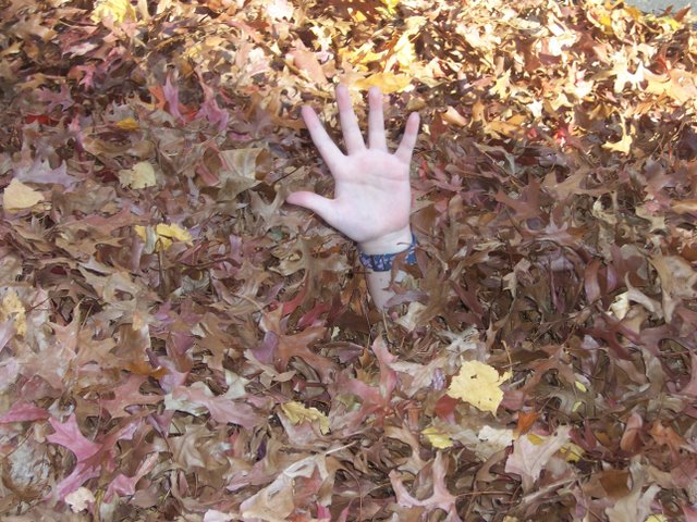 Fall in Beaverton, Oregon