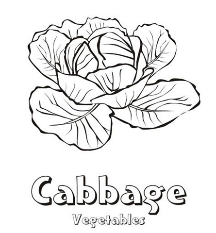 [cabbage[5].jpg]