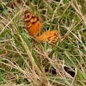 Eastern Ringed Xenica - female